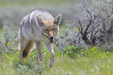 USA, Wyoming, Yellowstone Nationalpark, Kojote auf einer Wiese - FOF007955