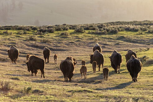 USA, Yellowstone-Nationalpark, Büffelherde auf Grasland - FOF007968