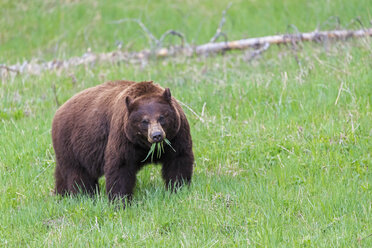 USA, Wyoming, Yellowstone Nationalpark, Amerikanischer Schwarzbär auf einer Wiese beim Grasfressen - FOF007958