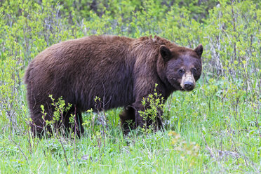 USA, Wyoming, Yellowstone Nationalpark, Amerikanischer Schwarzbär auf einer Wiese - FOF007959