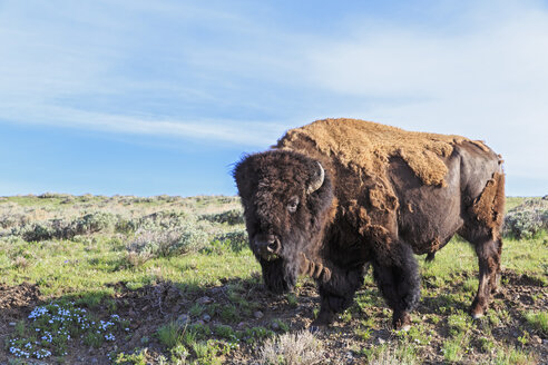 USA, Yellowstone-Nationalpark, Büffel im Gras stehend - FOF007970