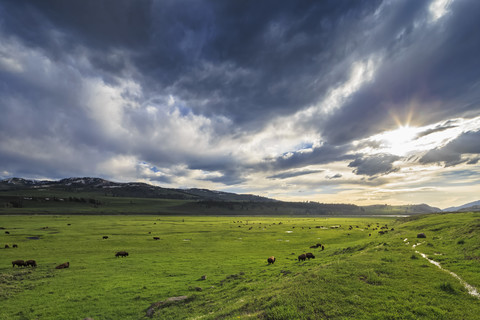 USA, Yellowstone-Nationalpark, Büffelherde im Lamar Valley, lizenzfreies Stockfoto