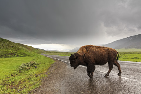 USA, Yellowstone-Nationalpark, Bison überquert Straße, lizenzfreies Stockfoto