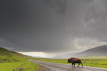 USA, Yellowstone National Park, Bison überquert regennasse Straße - FOF007977