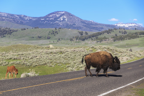 USA, Yellowstone-Nationalpark, Bisons überqueren Straße, lizenzfreies Stockfoto