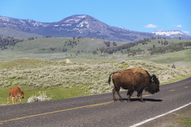 USA, Yellowstone-Nationalpark, Bisons überqueren Straße - FOF008026