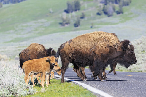 USA, Yellowstone-Nationalpark, Bisons überqueren Straße - FOF008028