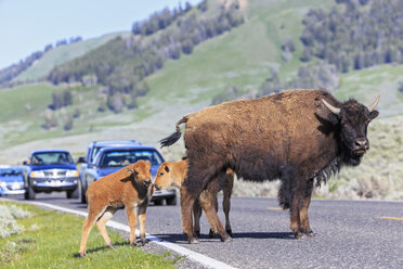 USA, Yellowstone-Nationalpark, Bisons überqueren Straße - FO008029