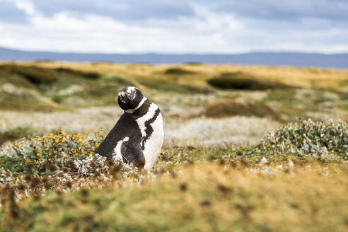 Chile, Region de Magallanes y de la Antartica Chilena, Seno Otway, Magellanpinguin - STSF000716