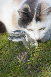 Katze beobachtet Maus, gefangen in einem Glas auf einer Wiese - YFF000367