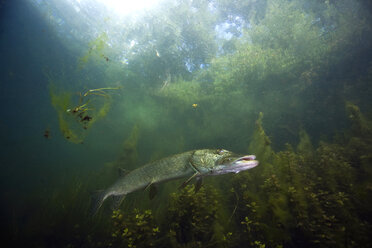 Germany, Bavaria, Northern Pike in a lake - ZC000217