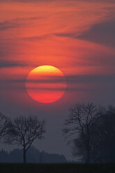 Germany, Bavaria, sunset, evening sun and trees - UMF000762