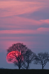 Germany, Bavaria, sunset, evening sun and trees - UMF000764