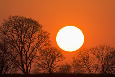 Deutschland, Bayern, Sonnenuntergang, Abendsonne und Bäume - UMF000766