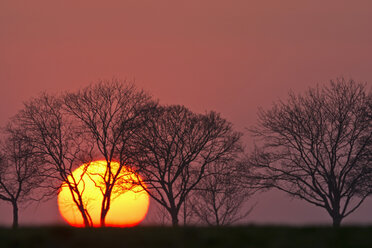 Germany, Bavaria, sunset, evening sun and trees - UMF000775