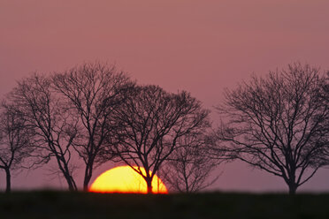 Germany, Bavaria, sunset, evening sun and trees - UMF000776
