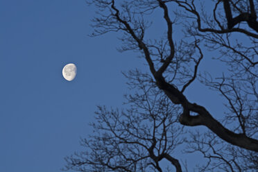 Decreasing full moon with branch of oak tree in the foreground - UM000768