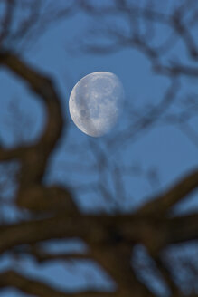 Abnehmender Vollmond mit Zweig einer Eiche im Vordergrund - UM000769