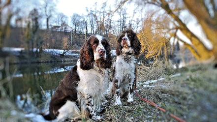 Zwei English Springer Spaniels - MAEF010179