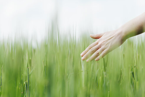Die Hand einer Frau berührt grüne Weizenähren - BZF000125