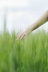Woman's hand touching green wheat ears - BZF000126