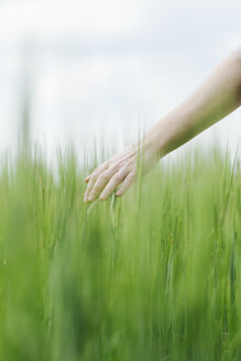 Die Hand einer Frau berührt grüne Weizenähren - BZF000126