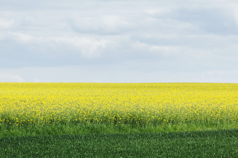 Rapsfeld vor bewölktem Himmel, lizenzfreies Stockfoto