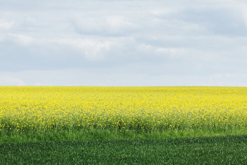 Rapsfeld vor bewölktem Himmel - BZF000127