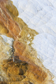 USA, Wyoming, Mammoth Hot Springs, Yellowstone National Park, Untere Terrassen, Palette Spring - FOF007995