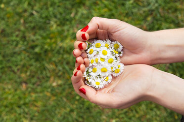 Woman's hands holding blossoms of daisies - GEMF000186