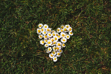 Daisies heart shaped on the grass in spring - GEMF000187