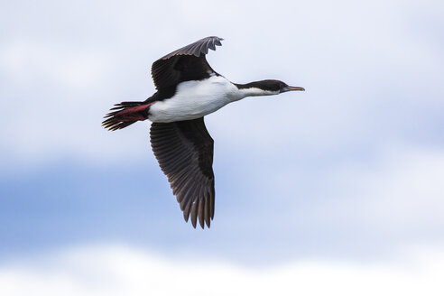 Chile, Kormoran, Phalacrocorax carbo, fliegend - STSF000731