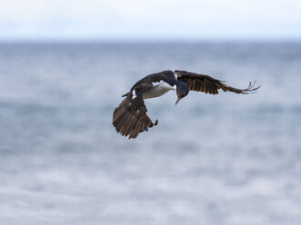 Chile, Kormoran, Phalacrocorax carbo, fliegend - STSF000732