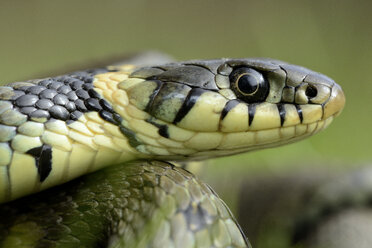 Portrait of grass snake - MJOF000962