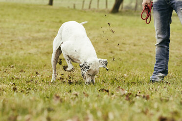 Man with dog digging in meadow - ONF000801