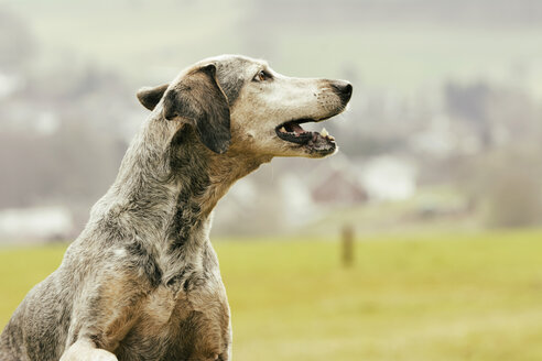 Hund im Freien mit Blick nach oben - ONF000804