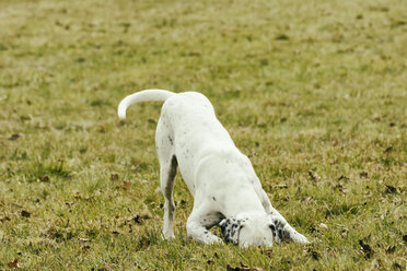 Dog on meadow sniffing - ONF000807