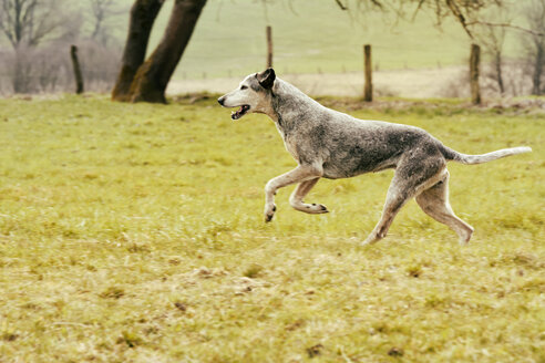 Hund läuft auf Wiese - ONF000808