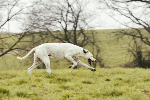 Hund läuft auf Wiese, lizenzfreies Stockfoto