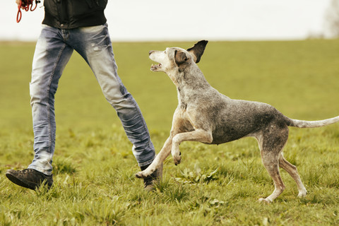 Mann und Hund laufen auf einer Wiese, lizenzfreies Stockfoto