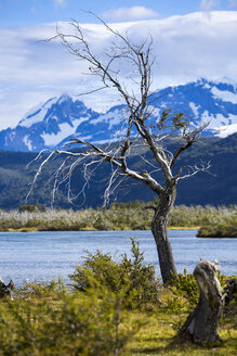 Chile, Torres del Paine National Park, toter Baum am Rio Paine - STSF000742