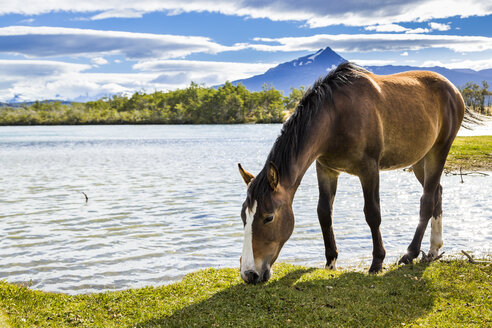 Chile, Torres del Paine National Park, Pferd auf der Weide am Rio Paine - STSF000743