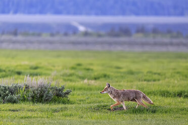 USA, Wyoming, Grand Teton National Park, Kojote, Canis latrans, auf einer Wiese - FOF008086