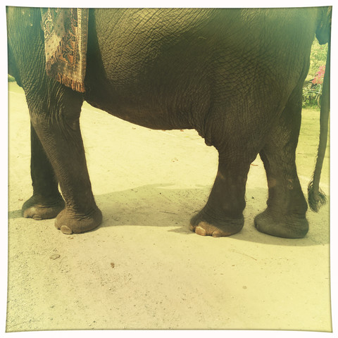 Elefant, Chiang Mai, Thailand, lizenzfreies Stockfoto