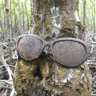 Sonnenbrille auf Mangrovenstamm, Ayutthaya Thailand - DRF001582