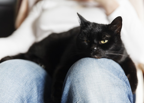 Black cat relaxing on lap of woman stock photo