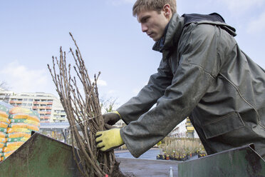 Junger Gärtner bei der Arbeit, trägt Strauch - SGF001510