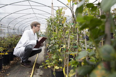 Scientist examining plants in greenhouse - SGF001516