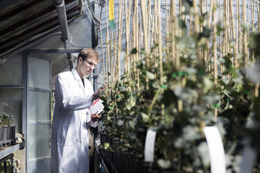 Scientist examining plants in greenhouse - SGF001521