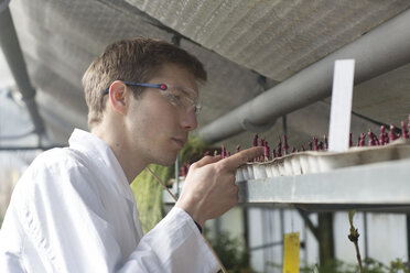 Scientist examining plants in greenhouse - SGF001523